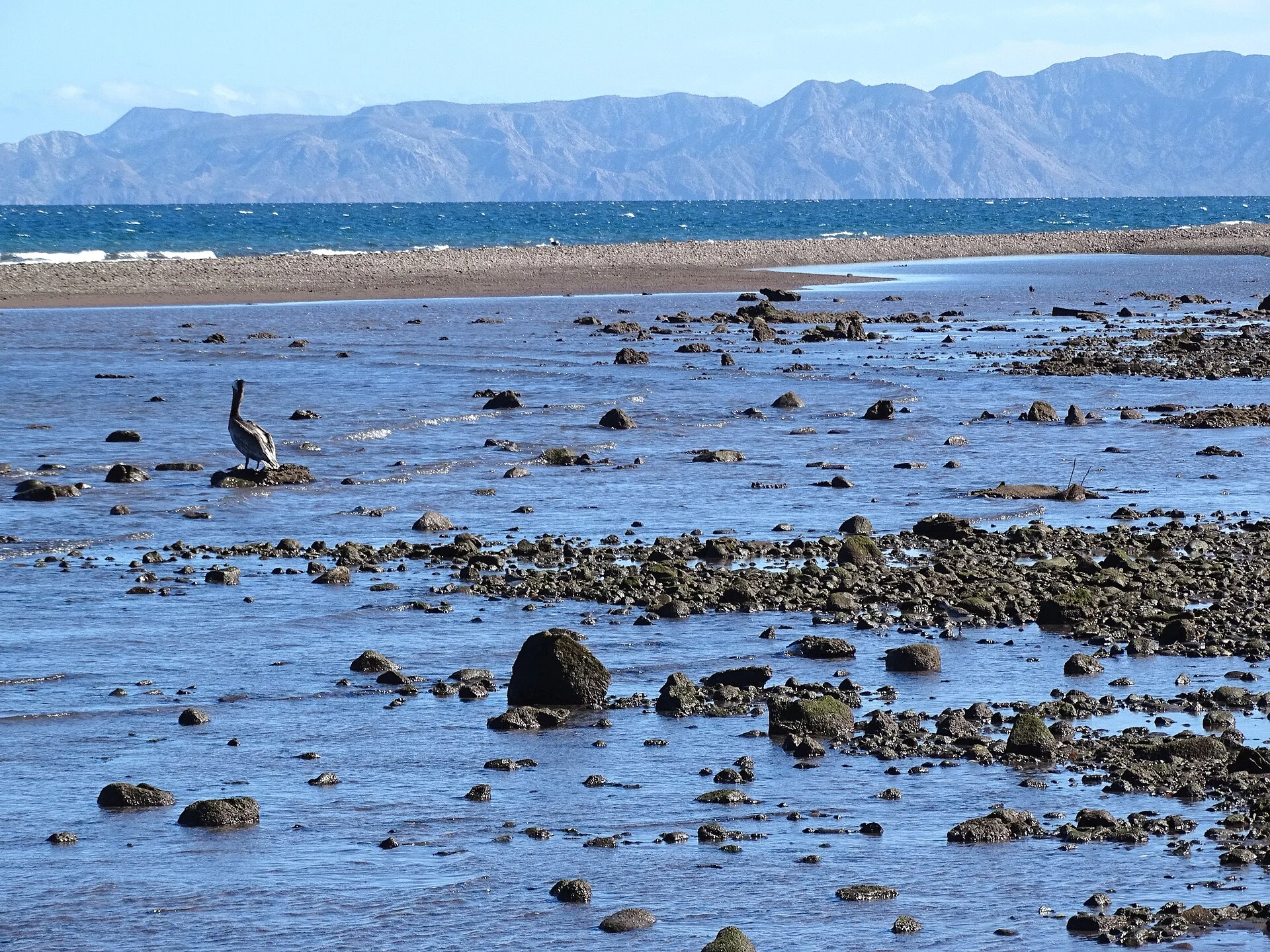 Pelícano sobre las rocas en marea baja con la Sierra de la Giganta al fondo