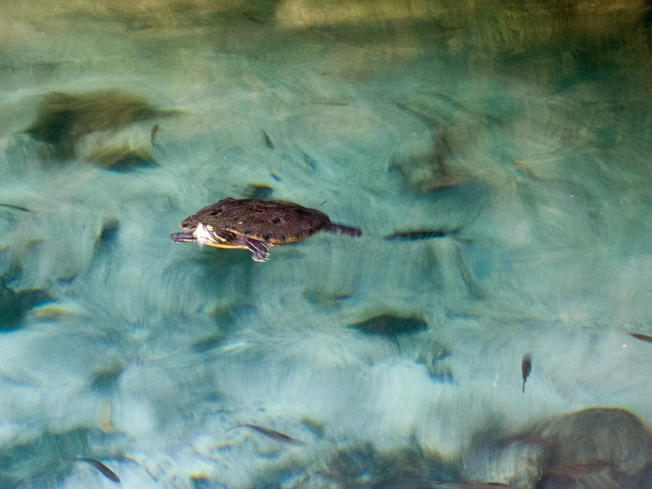 Tortuga nadando en el agua cristalina del Gran Cenote, cerca de Tulum