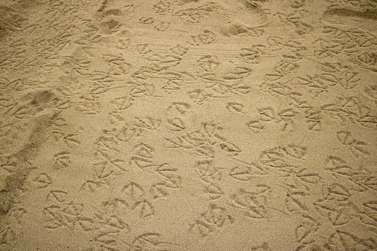 Playa Punta Lobos