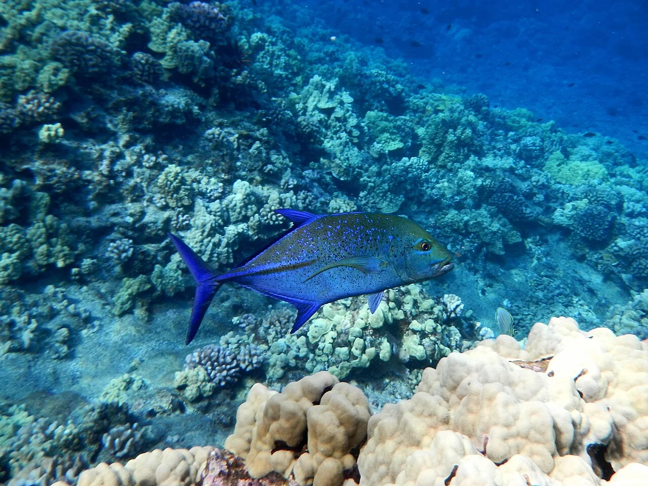Cráter de Molokini