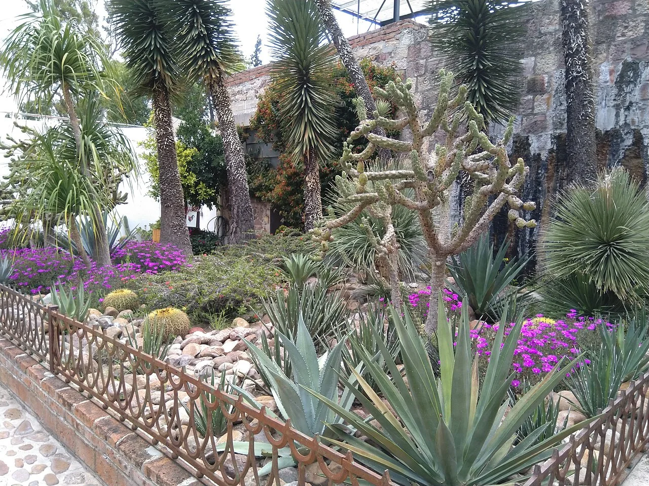 Jardín de cactáceas, agaves y flores entre muros de piedra en Fábrica La Aurora
