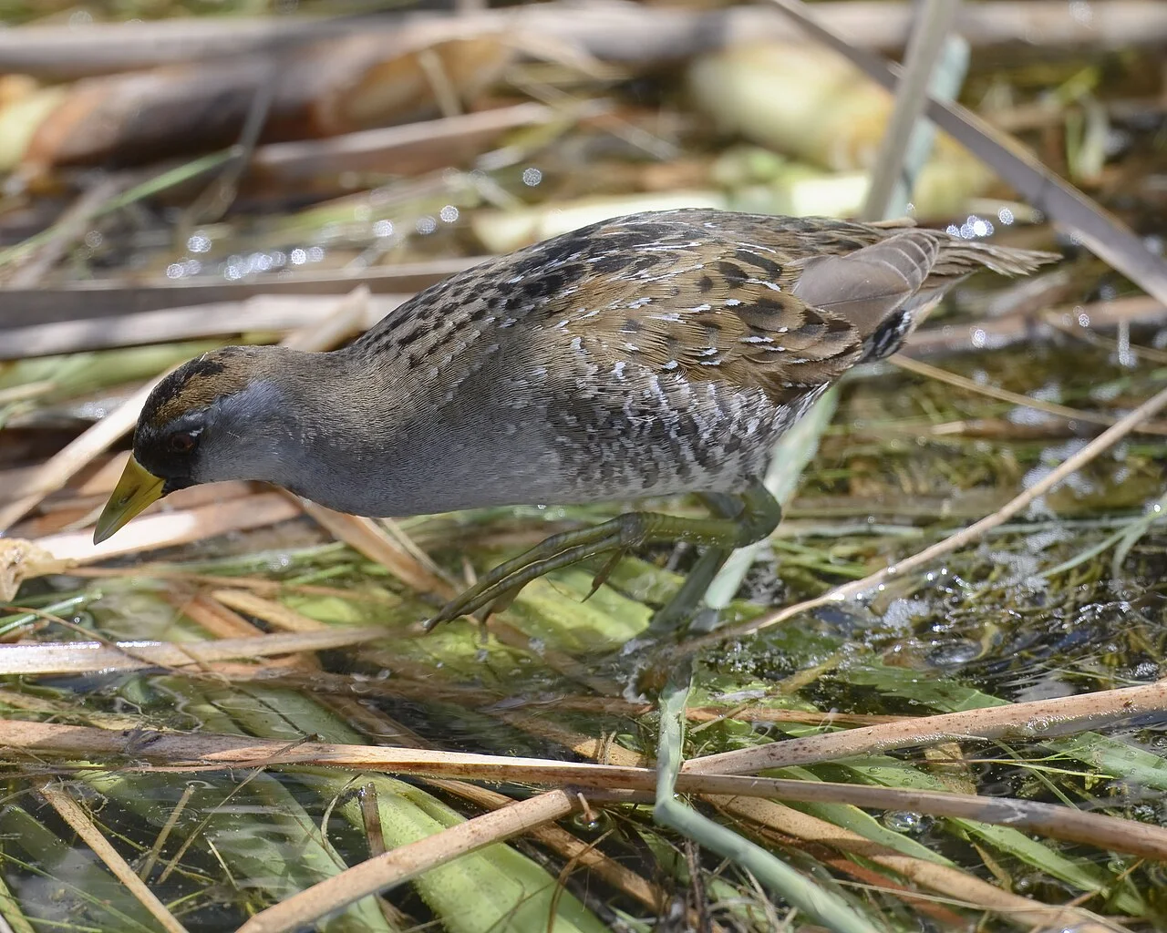 Una polluela sora camina entre juncos y agua en un humedal de la isla