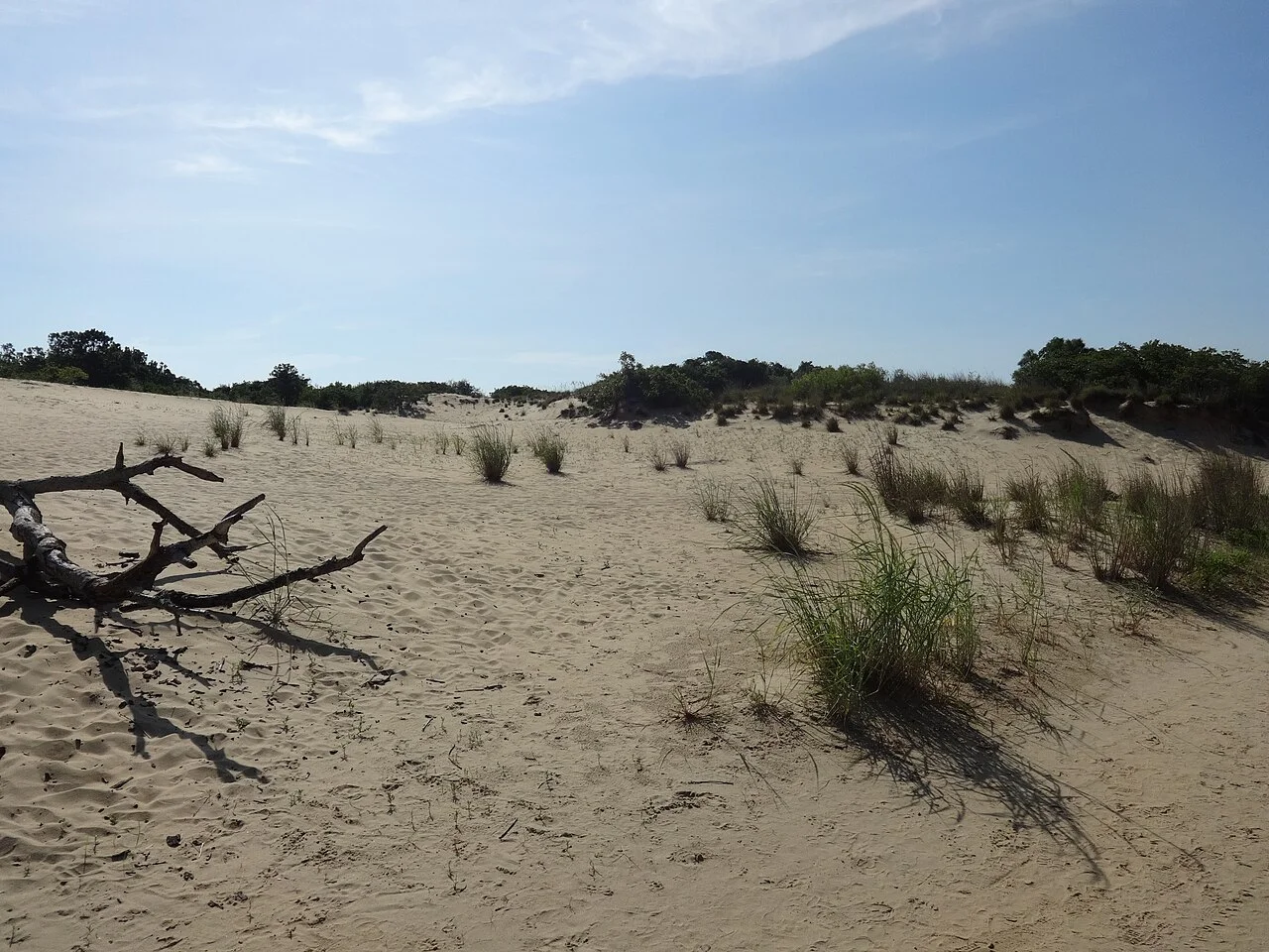 Dunas de Jockey's Ridge