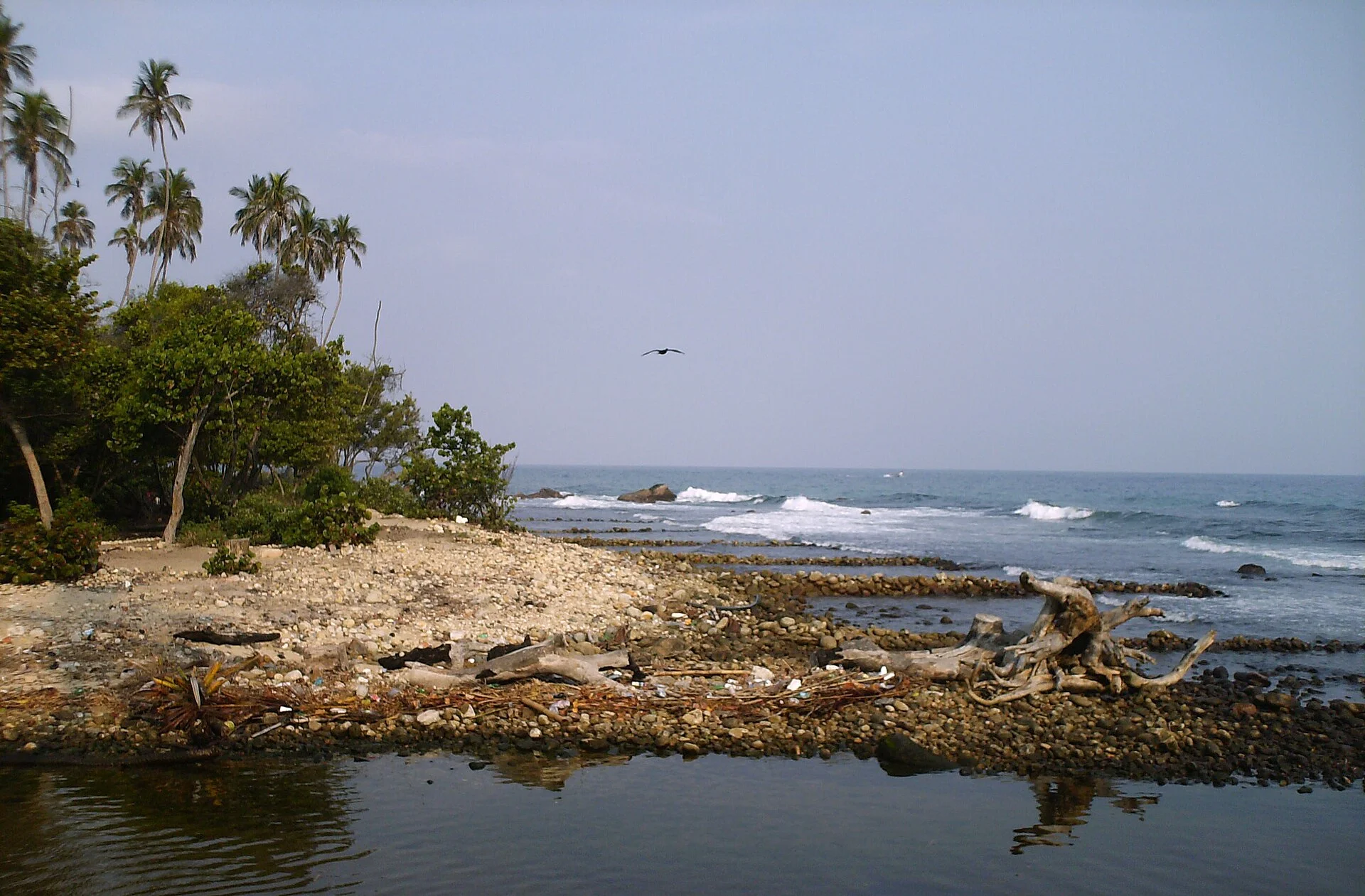 Costa rocosa con palmeras y troncos a la orilla de un estero, con olas rompiendo al fondo