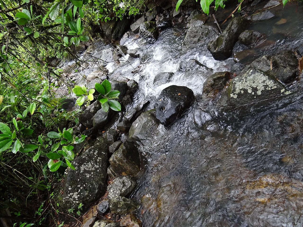 Bosque Nacional El Yunque