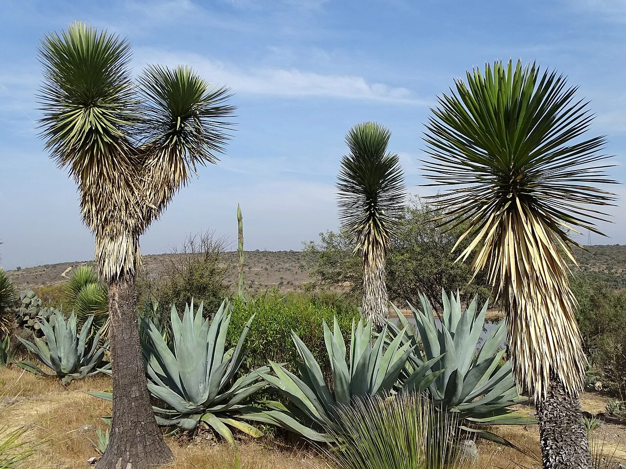 Jardín Botánico El Charco del Ingenio