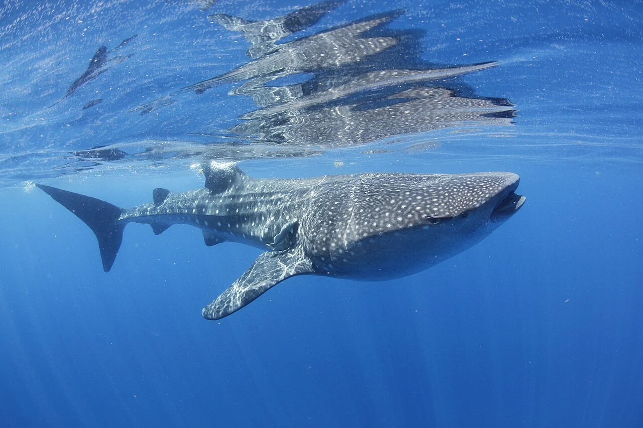 Tiburón ballena nadando cerca de la superficie en aguas azules del Caribe mexicano