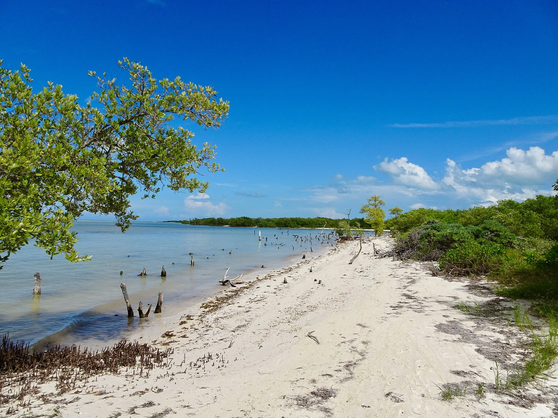 Playa virgen de arena blanca con manglar y árboles junto a aguas tranquilas en Holbox