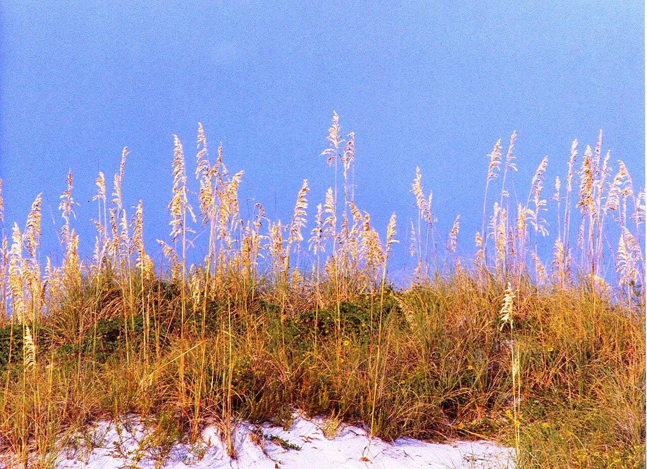 Sand Key Park