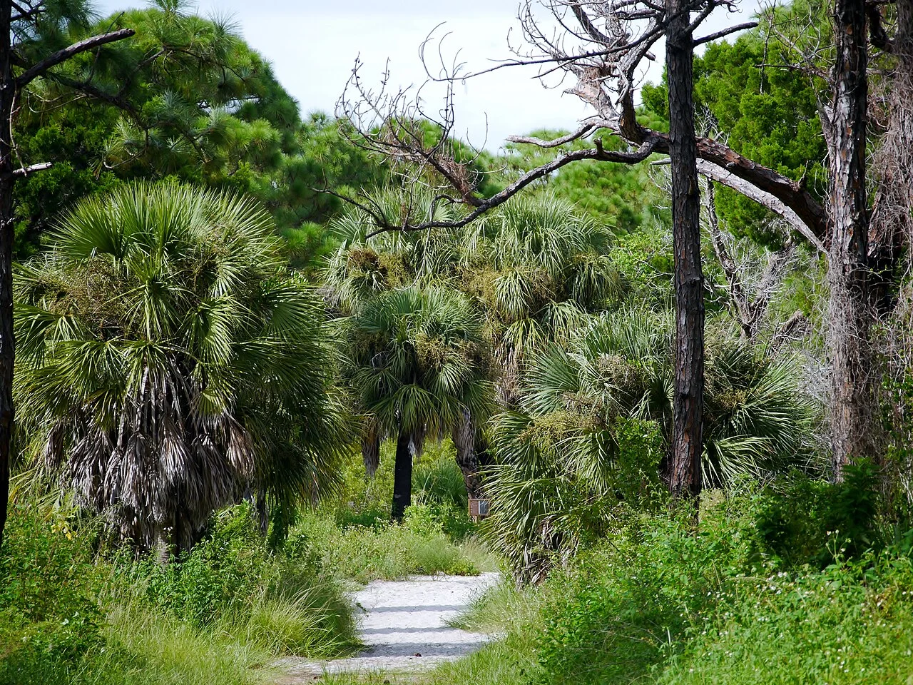 Parque Estatal Honeymoon Island