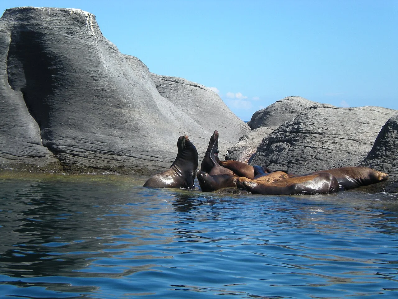 Lobos marinos descansando sobre rocas de granito a la orilla del mar cerca de Isla Coronado