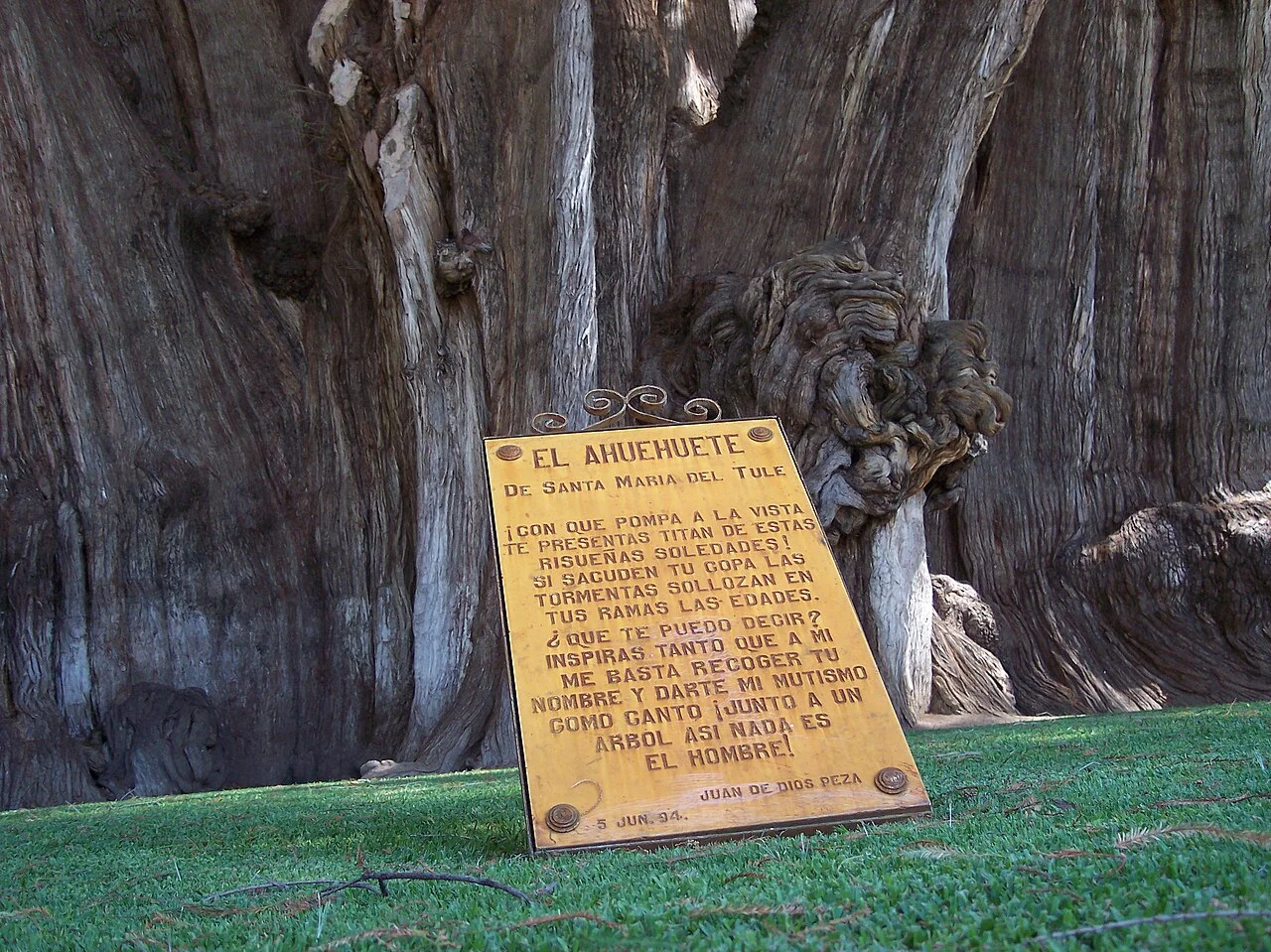 Árbol del Tule