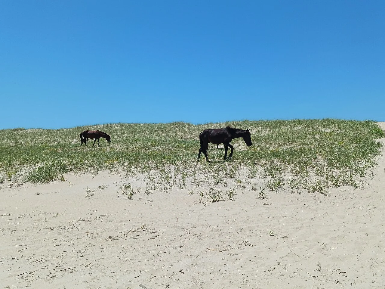 Caballos salvajes de Corolla