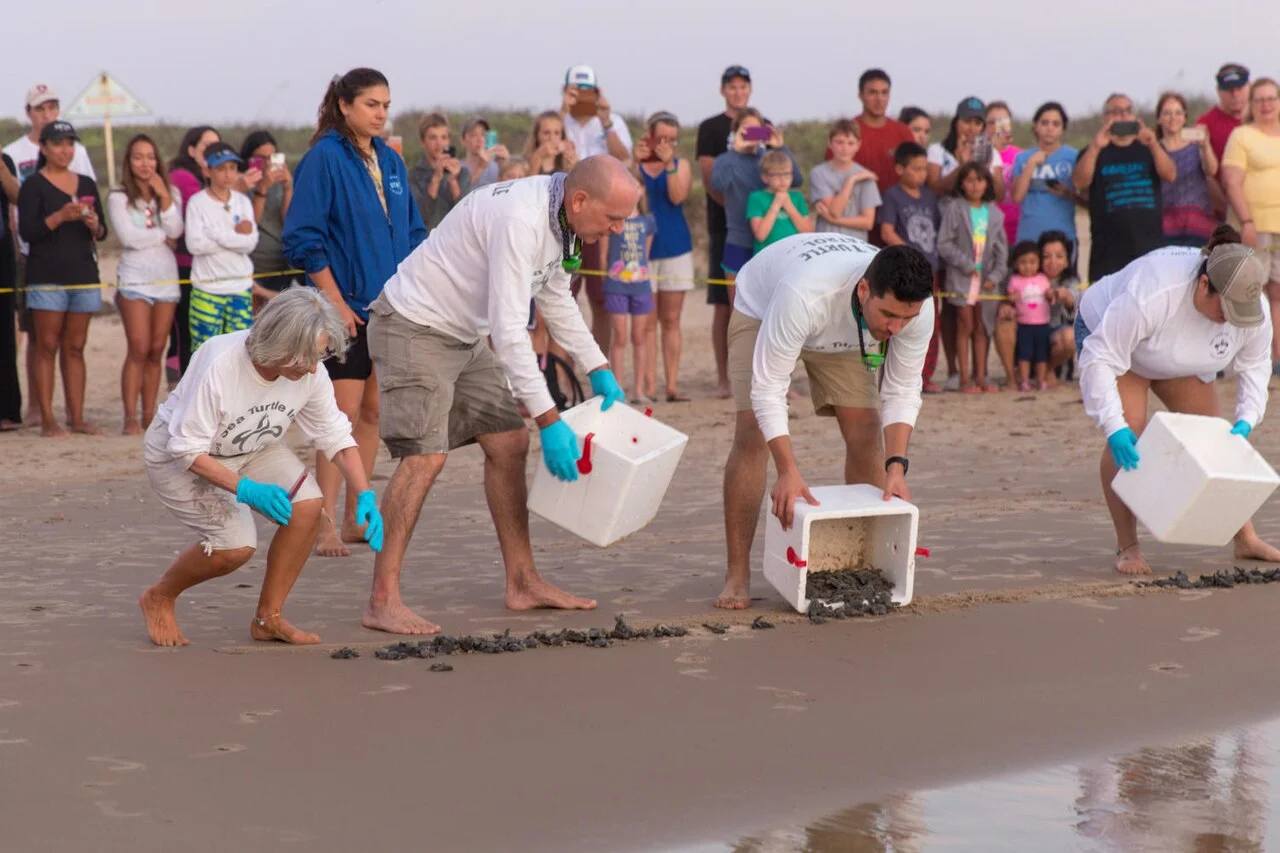 Voluntarios liberan crías de tortuga marina en la arena mientras el público observa detrás de una cuerda