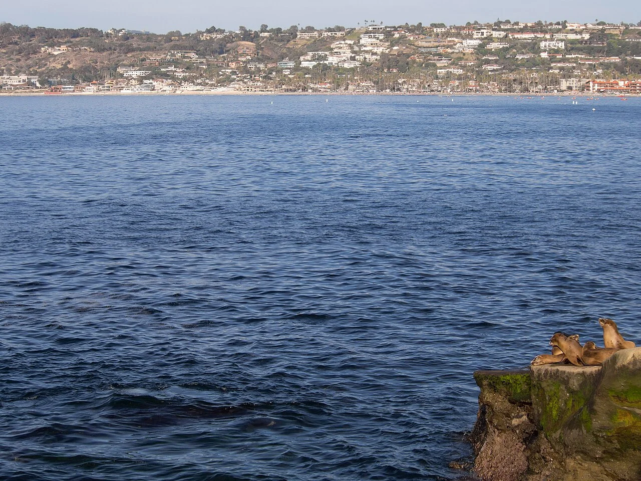 Lobos marinos descansando sobre una roca frente a la bahía de La Jolla, con la costa al fondo