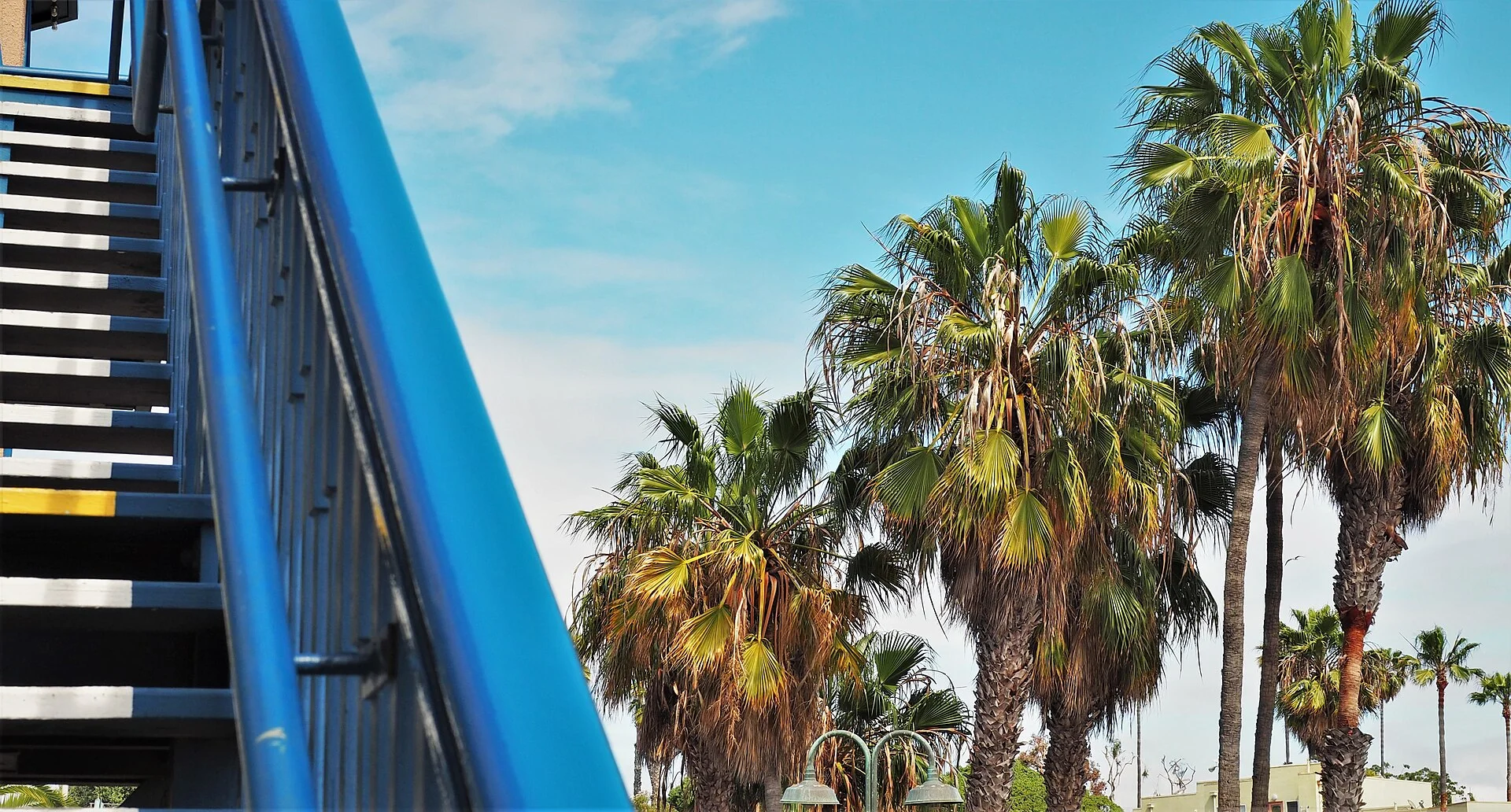 Palmeras altas junto a una escalera con barandal azul bajo un cielo despejado